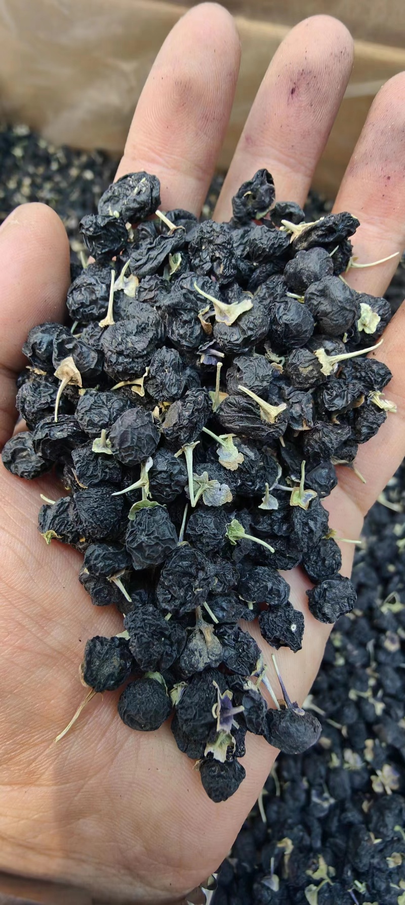 黑枸杞批发行业的最新趋势及市场分析
