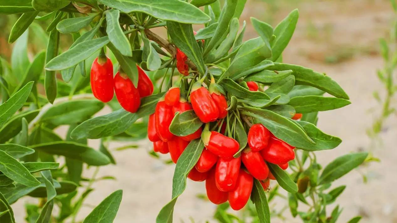 藜麦种植基地：打开现代农业的新篇章